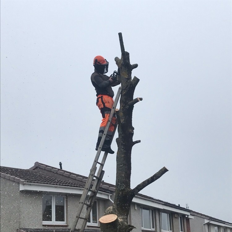 Tree Surgery in Ayrshire